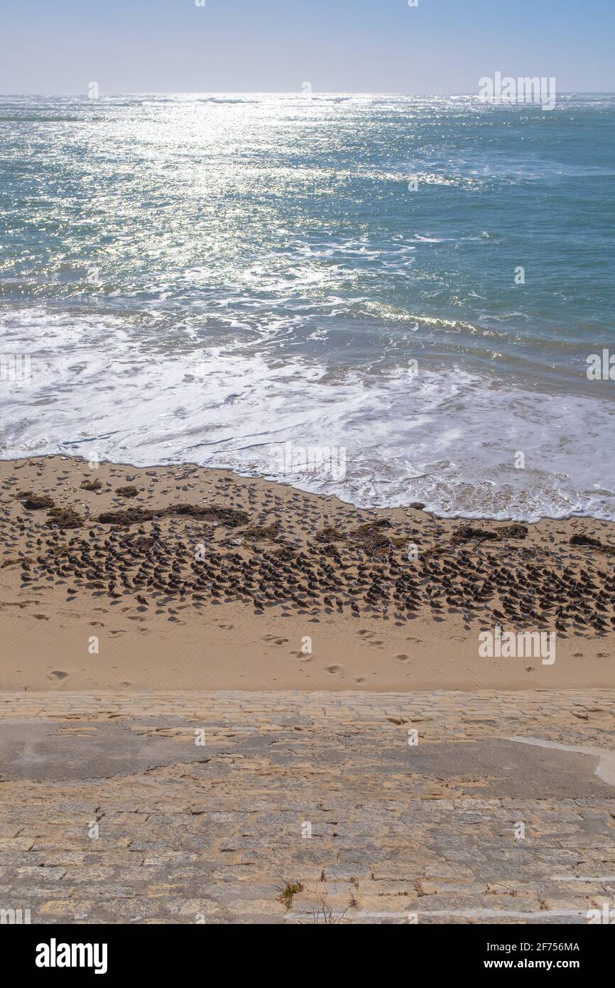 Troupeau d'oiseaux sur une plage de l'océan pris sur le Île de Ré par une belle journée d'hiver Banque D'Images