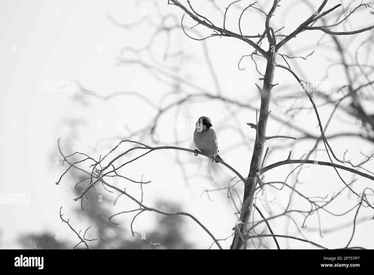 oiseaux de l'inde Banque D'Images