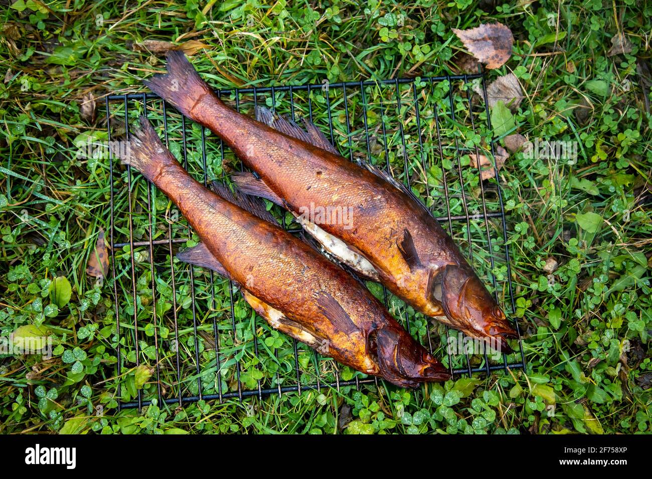 le poisson fumé refroidi de rivière se trouve sur la grille sur le herbe Banque D'Images