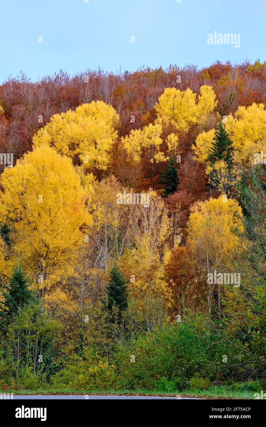 Forêt de décidules avec des arbres aux couleurs automnales. Banque D'Images