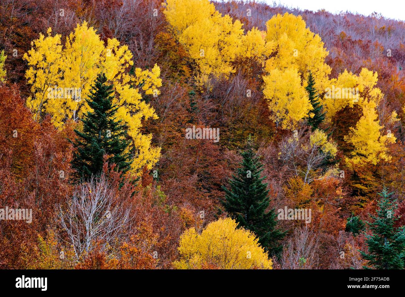 Forêt de décidules avec des arbres aux couleurs automnales. Banque D'Images