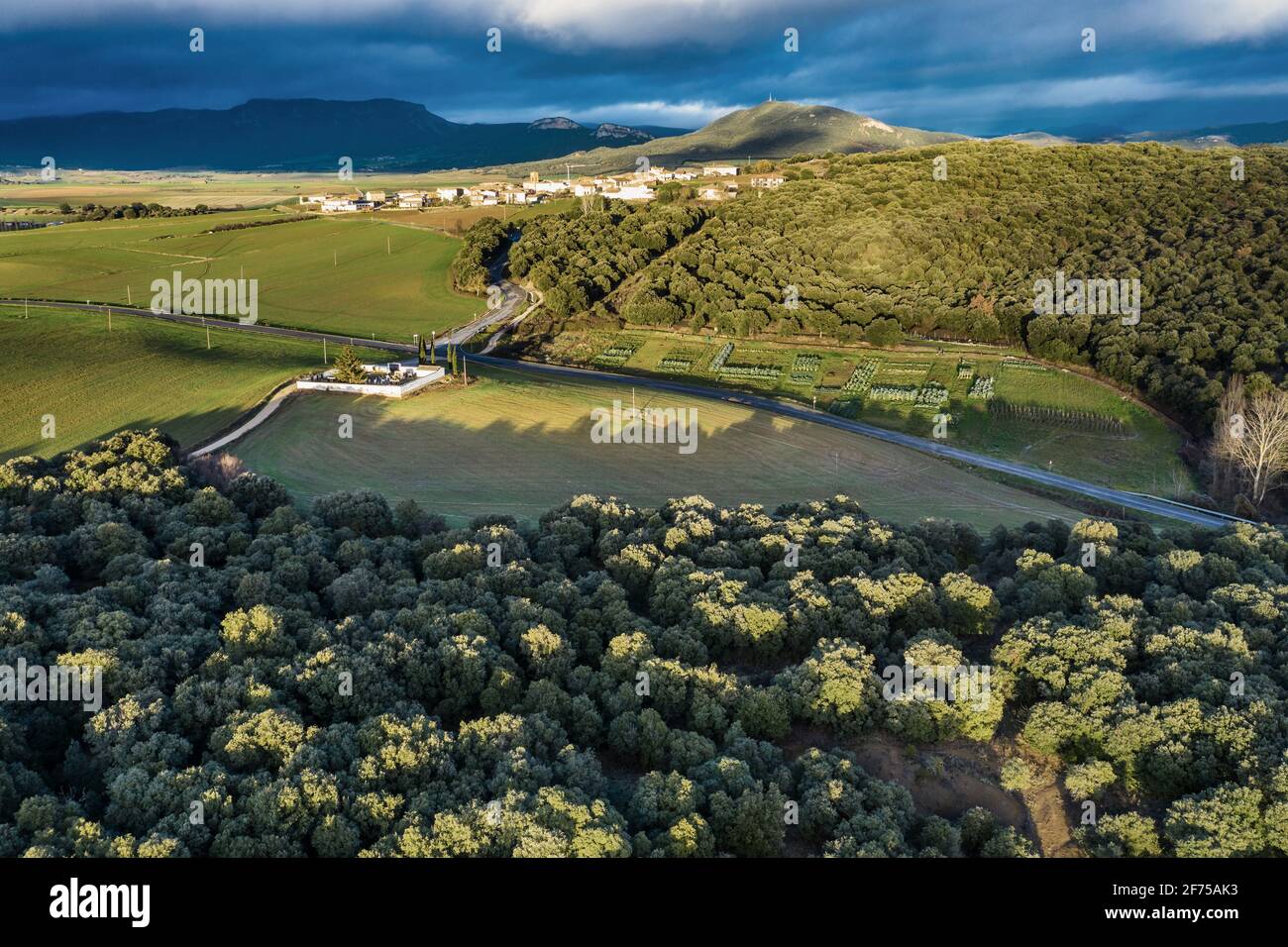 Vue aérienne d'une plantation de chênes verts et d'une chaîne de montagnes en arrière-plan. Banque D'Images