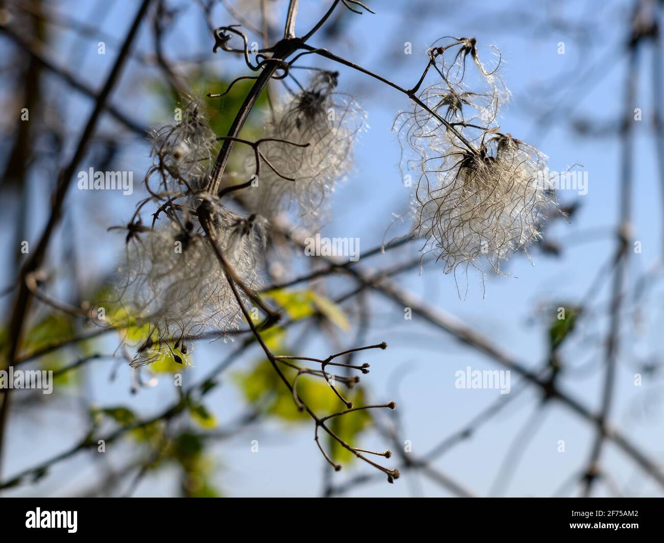 Graines blanches et moelleuses de Wild Clematis, connu sous le nom de Traveller's Joy, dans un hedgerow au printemps, au Royaume-Uni Banque D'Images