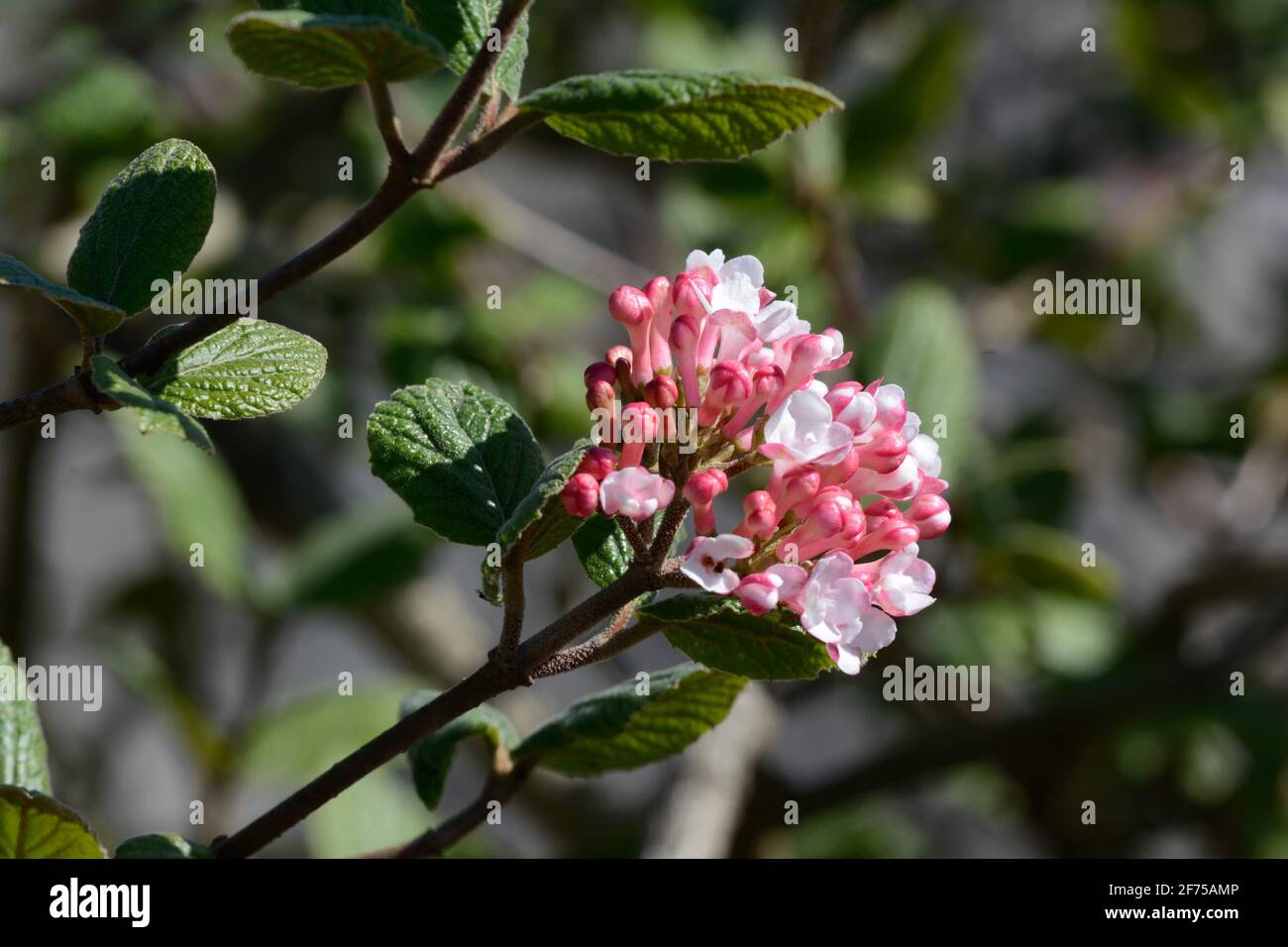 Grappes de parfums fleurs rose pâle du Viburnum carlesii Arbuste Aurora Koreanépice Viburnum Banque D'Images