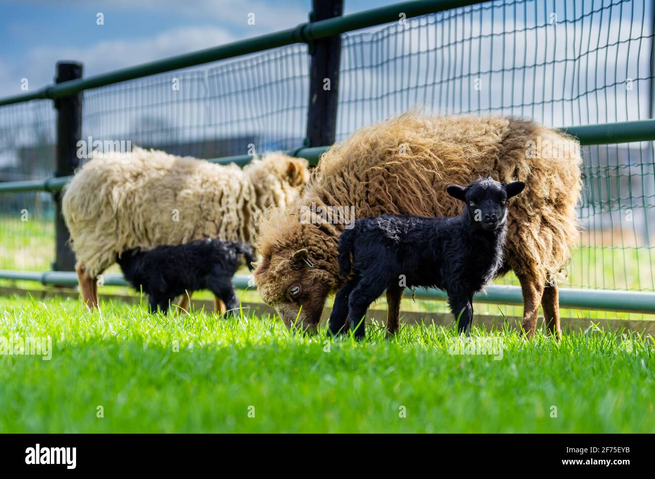 Les mères blondes moutons Ouessant avec agneaux noirs. Un agneau boit du lait de sa mère, l'autre agneau regarde alerte à l'appareil photo. Temps de printemps dans la prairie Banque D'Images