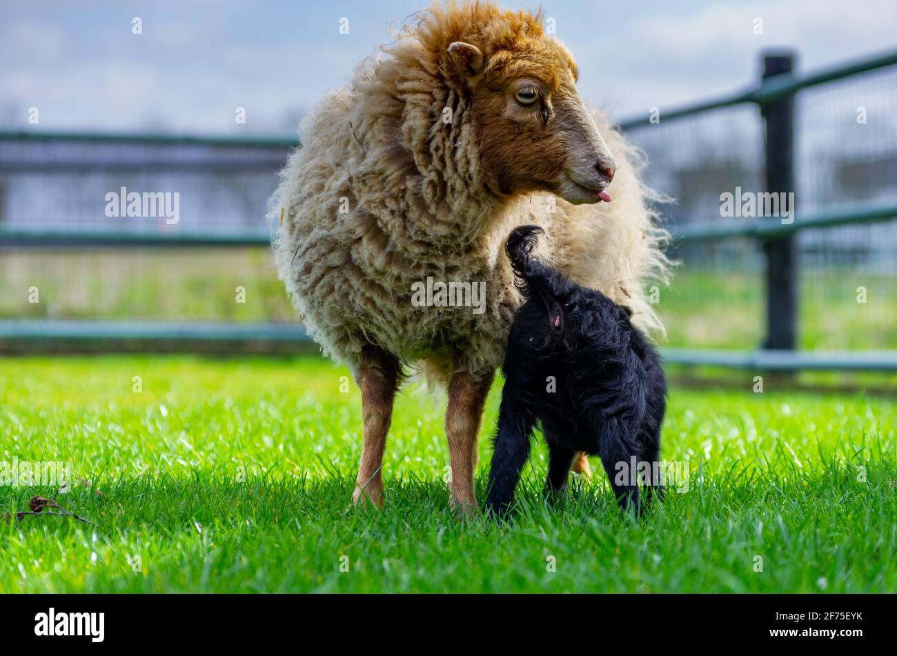Mère blonde mouton Ouessant avec agneau noir. Agneau boit du lait de sa mère. Heure du printemps Banque D'Images