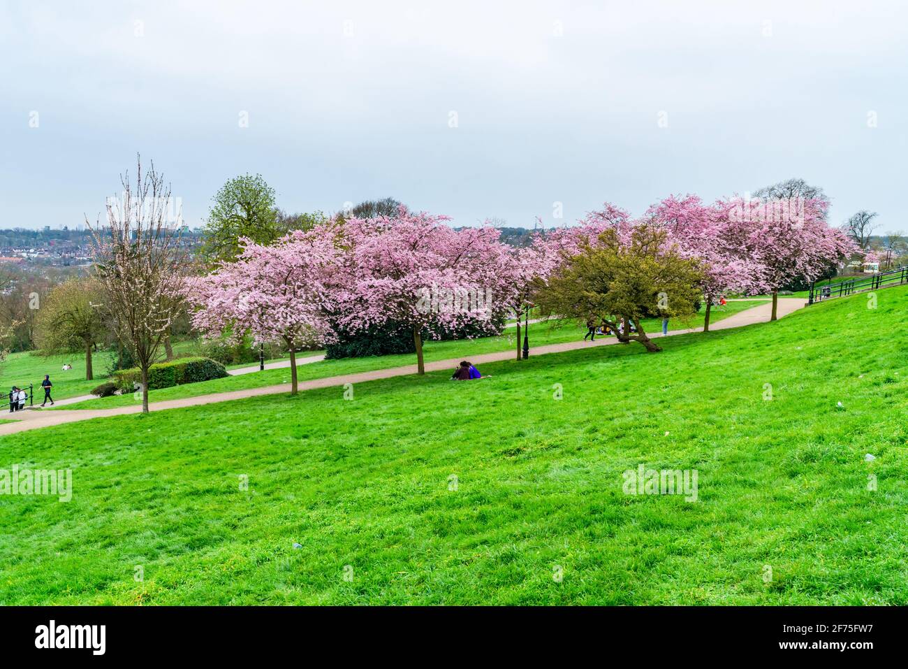 LONDRES, Royaume-Uni - MARS 31 2021: Cerisiers en fleurs à Alexandra Palace, un lieu de divertissement et de sport classé Grade II, situé entre Wood Green et Mus Banque D'Images