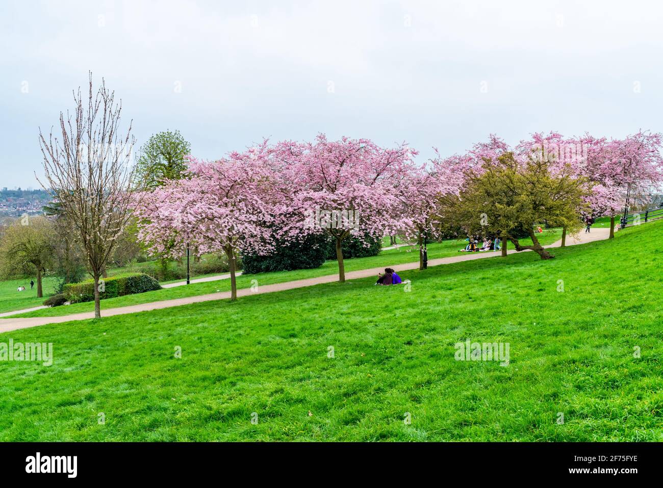 LONDRES, Royaume-Uni - MARS 31 2021: Cerisiers en fleurs à Alexandra Palace, un lieu de divertissement et de sport classé Grade II, situé entre Wood Green et Mus Banque D'Images