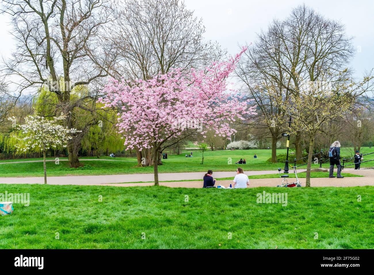 LONDRES, Royaume-Uni - MARS 31 2021: Cerisiers en fleurs à Alexandra Palace, un lieu de divertissement et de sport classé Grade II, situé entre Wood Green et Mus Banque D'Images