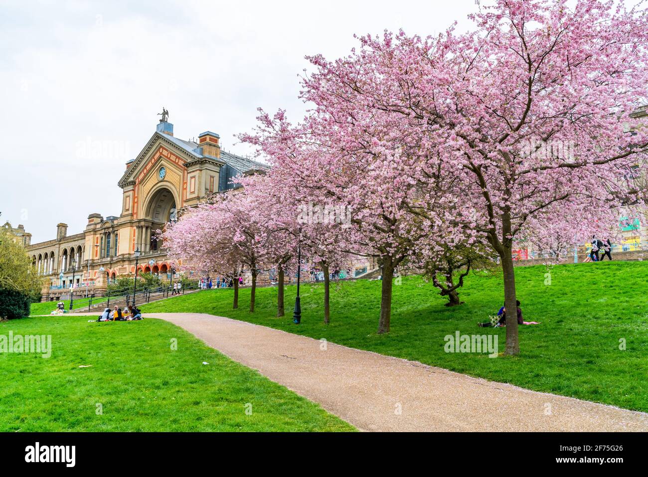 LONDRES, Royaume-Uni - MARS 31 2021: Cerisiers en fleurs à Alexandra Palace, un lieu de divertissement et de sport classé Grade II, situé entre Wood Green et Mus Banque D'Images