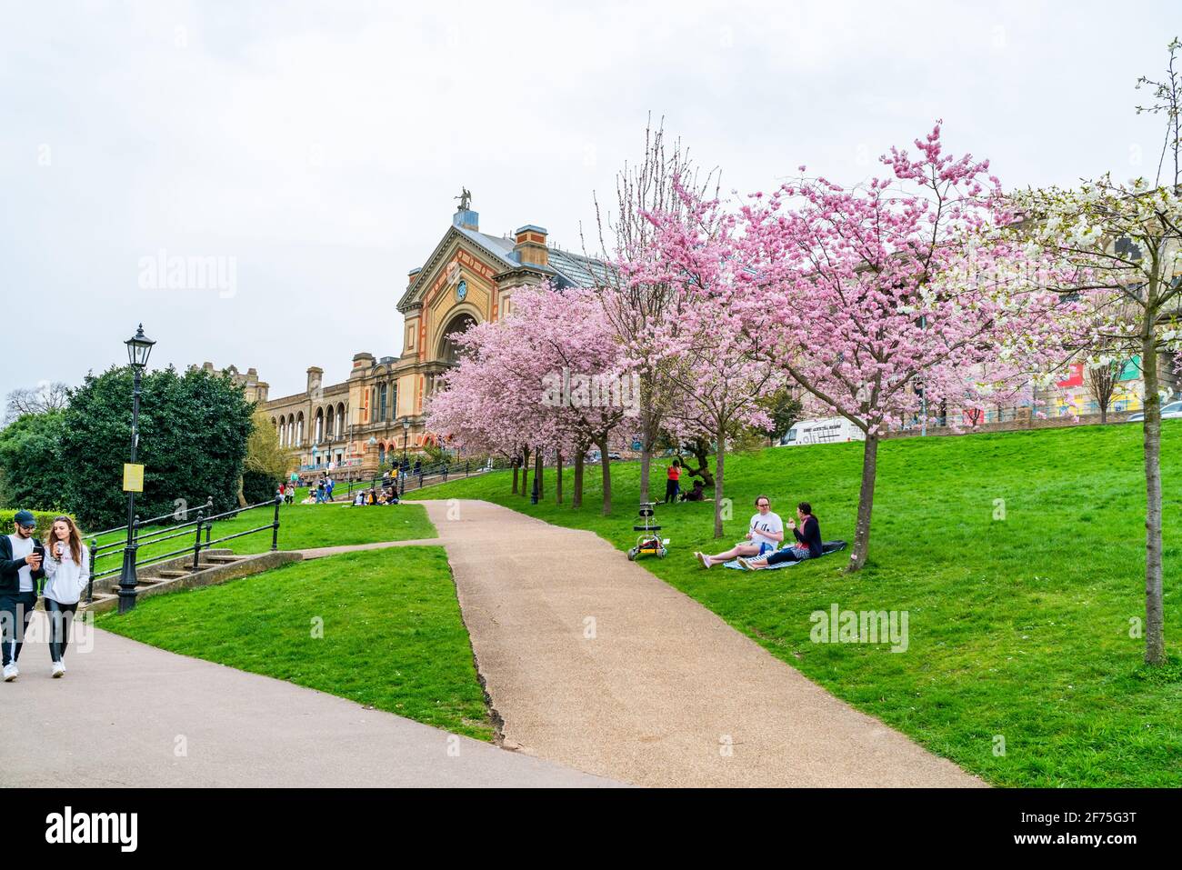 LONDRES, Royaume-Uni - MARS 31 2021: Cerisiers en fleurs à Alexandra Palace, un lieu de divertissement et de sport classé Grade II, situé entre Wood Green et Mus Banque D'Images