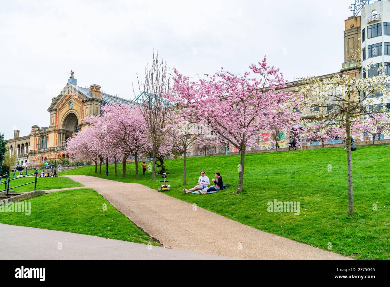 LONDRES, Royaume-Uni - MARS 31 2021: Cerisiers en fleurs à Alexandra Palace, un lieu de divertissement et de sport classé Grade II, situé entre Wood Green et Mus Banque D'Images