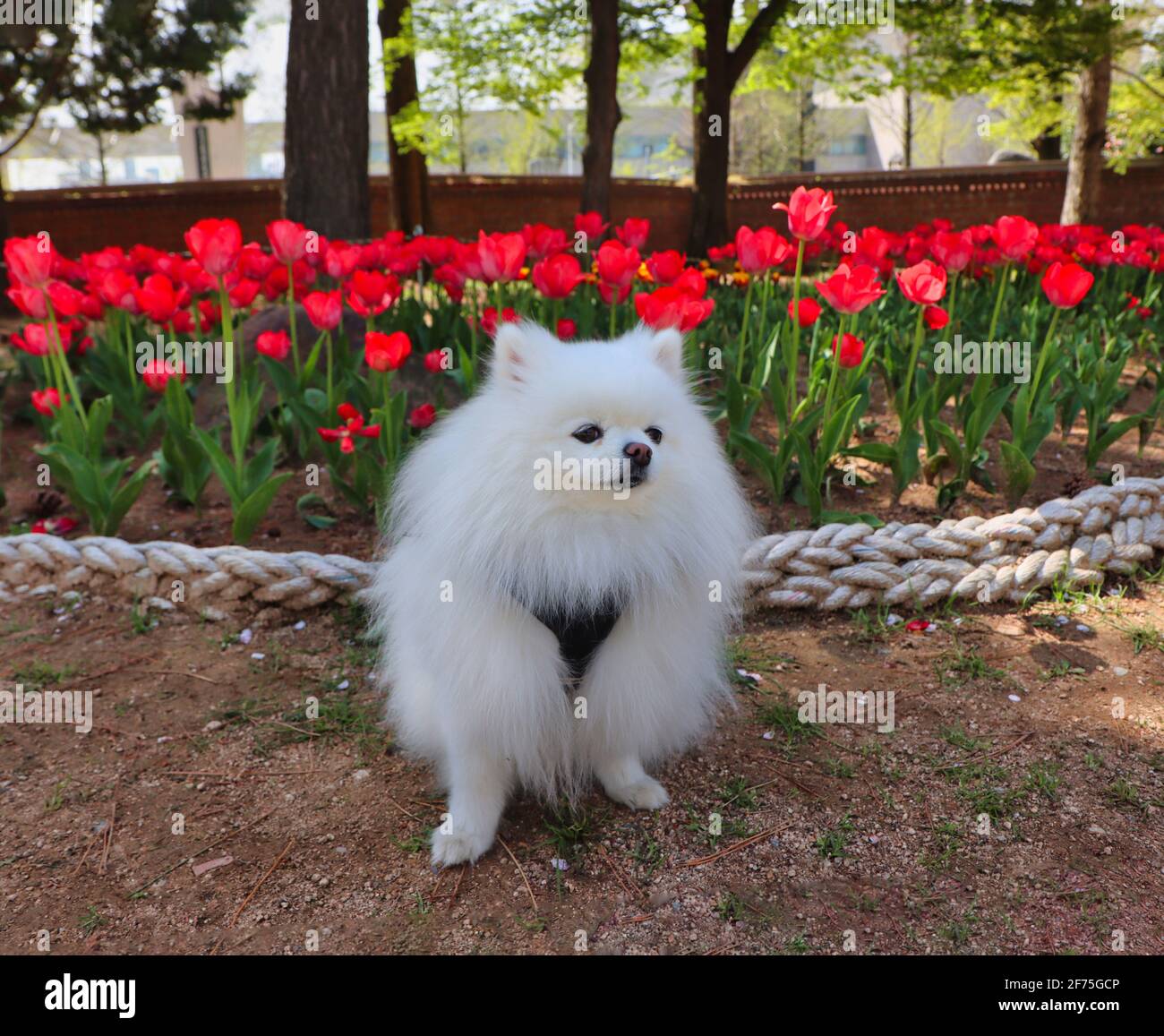 Chien et fleurs dans le parc de gimhae yeonji, Gyeongnam, Corée du Sud, Asie Banque D'Images