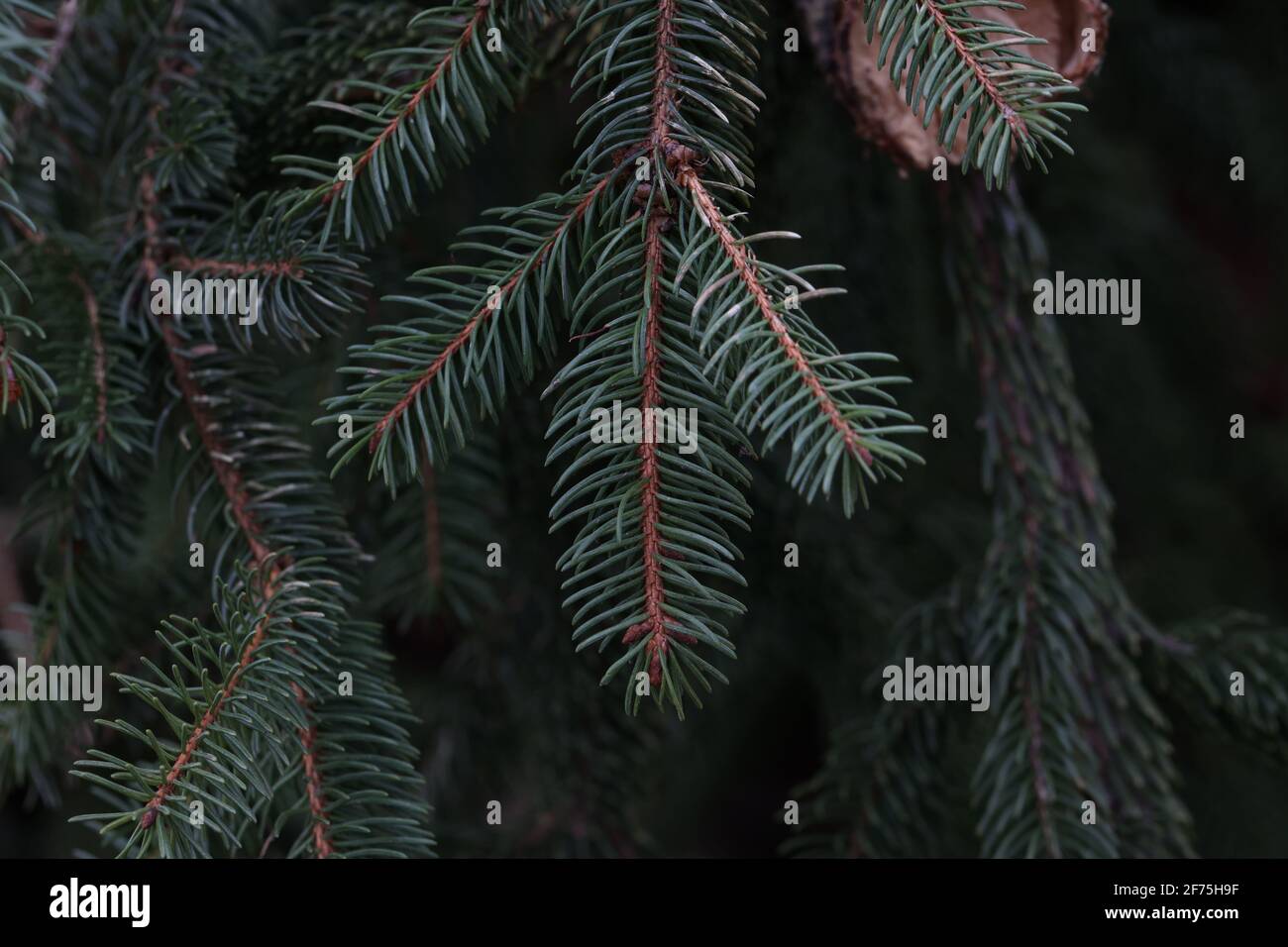 Branches vertes de conifères dans la forêt Banque D'Images