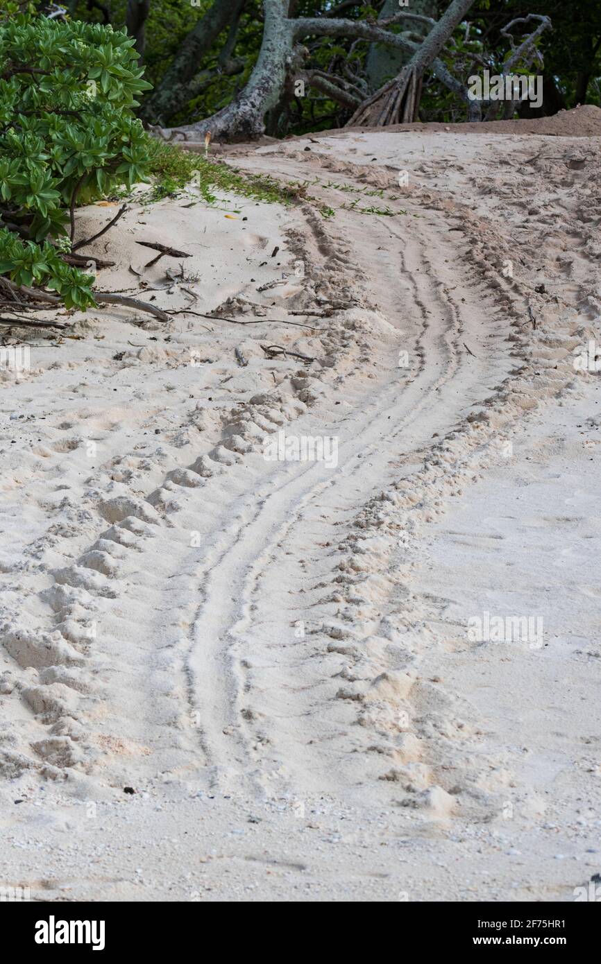 Des pistes de tortues dans le sable sur la plage, Heron Island, South Great Barrier Reef, Queensland, Queensland, Queensland, Australie Banque D'Images