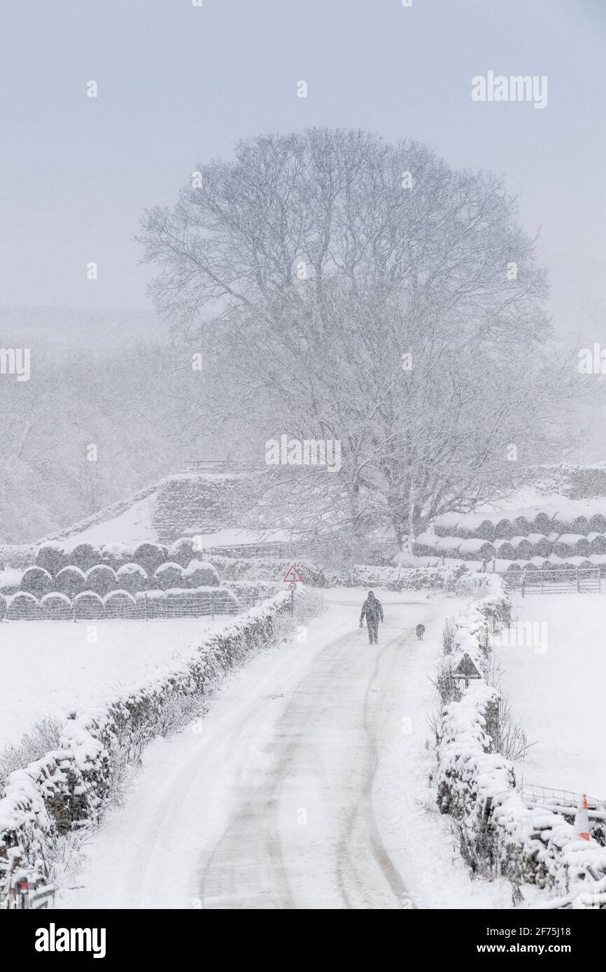 Homme marchant un chien sur une route enneigée près d'Apersett à Wensleydale, North Yorkshire, Royaume-Uni. Banque D'Images