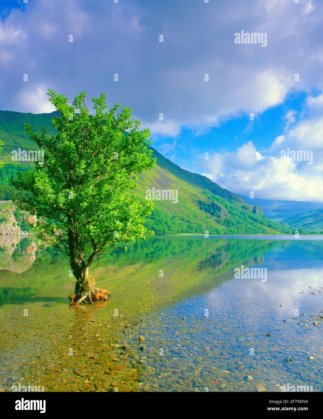 Royaume-Uni, pays de Galles, Snowdonia, Llyn Gwynant, arbre dans le lac, Banque D'Images