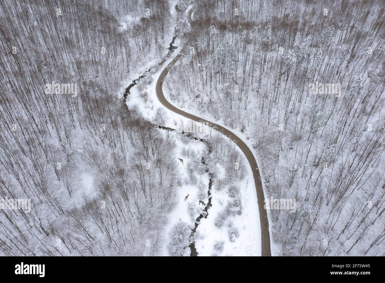 Paysage forestier d'hiver aérien avec cerfs, roes, route et un petit ruisseau sinueux. Banque D'Images