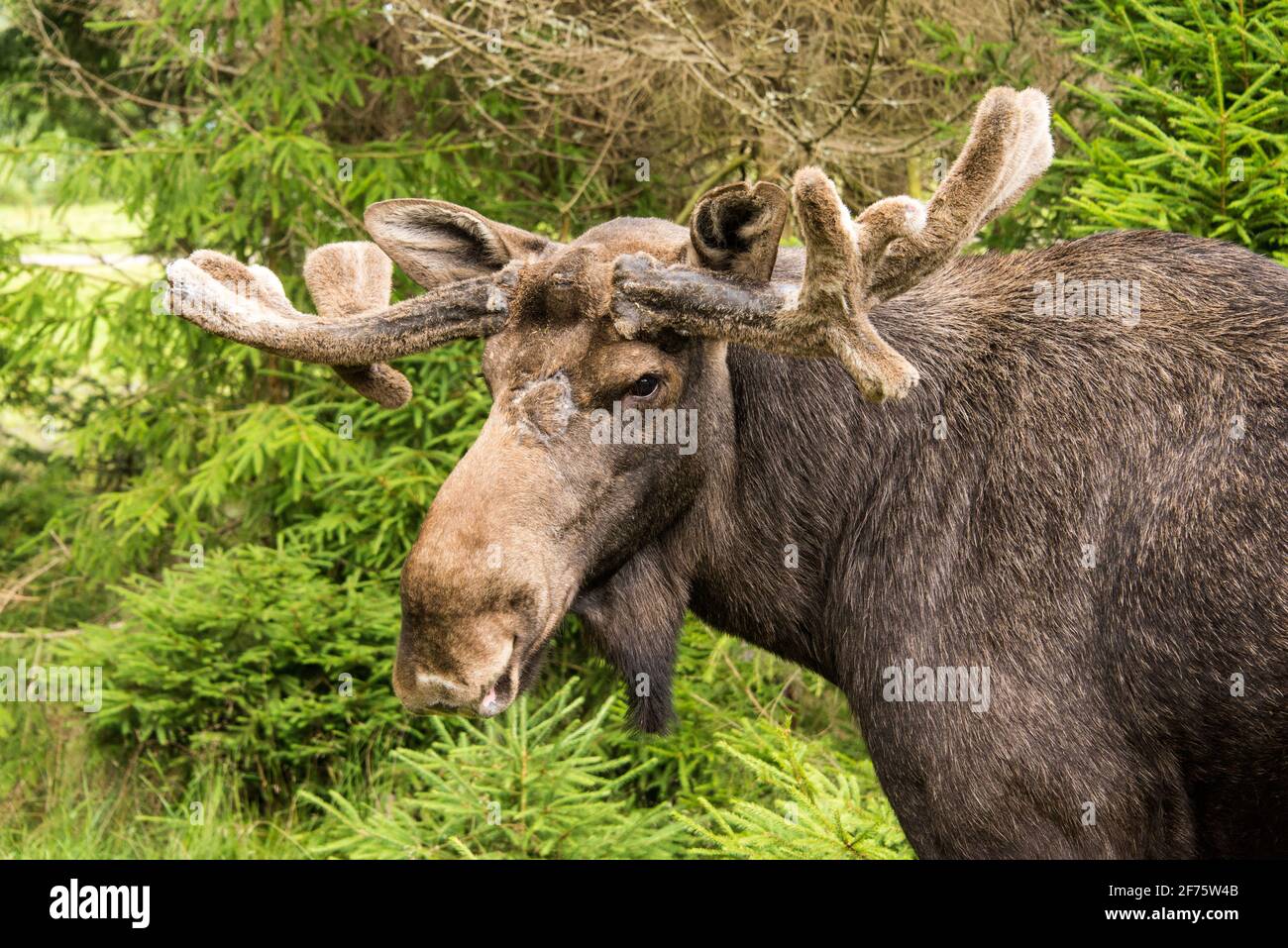 Elchbulle in einem Wildpark in Schweden - wapiti taureau in Un parc animalier en Suède Banque D'Images