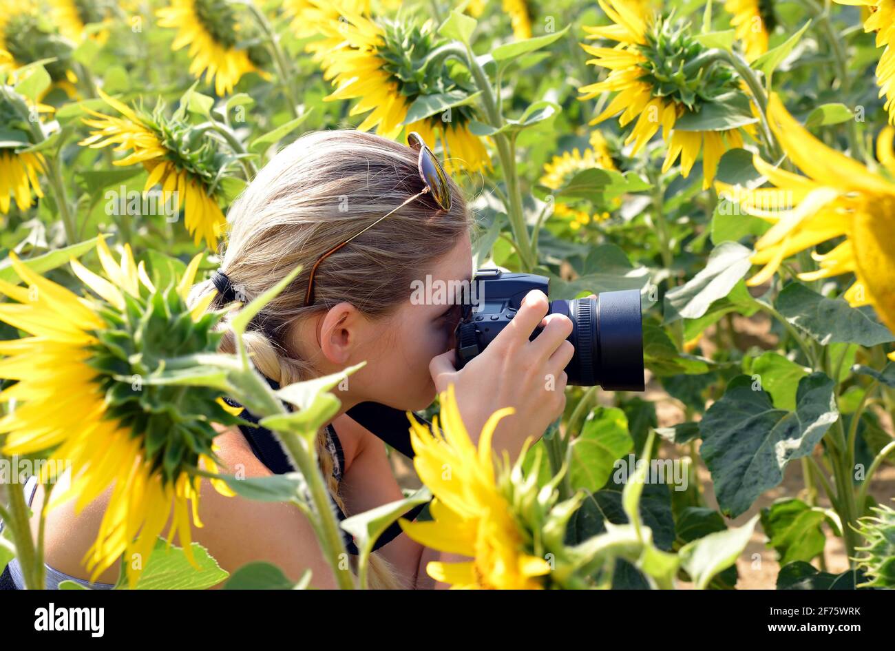 Femme prenant des photos de champ de tournesol avec un appareil photo numérique. Banque D'Images