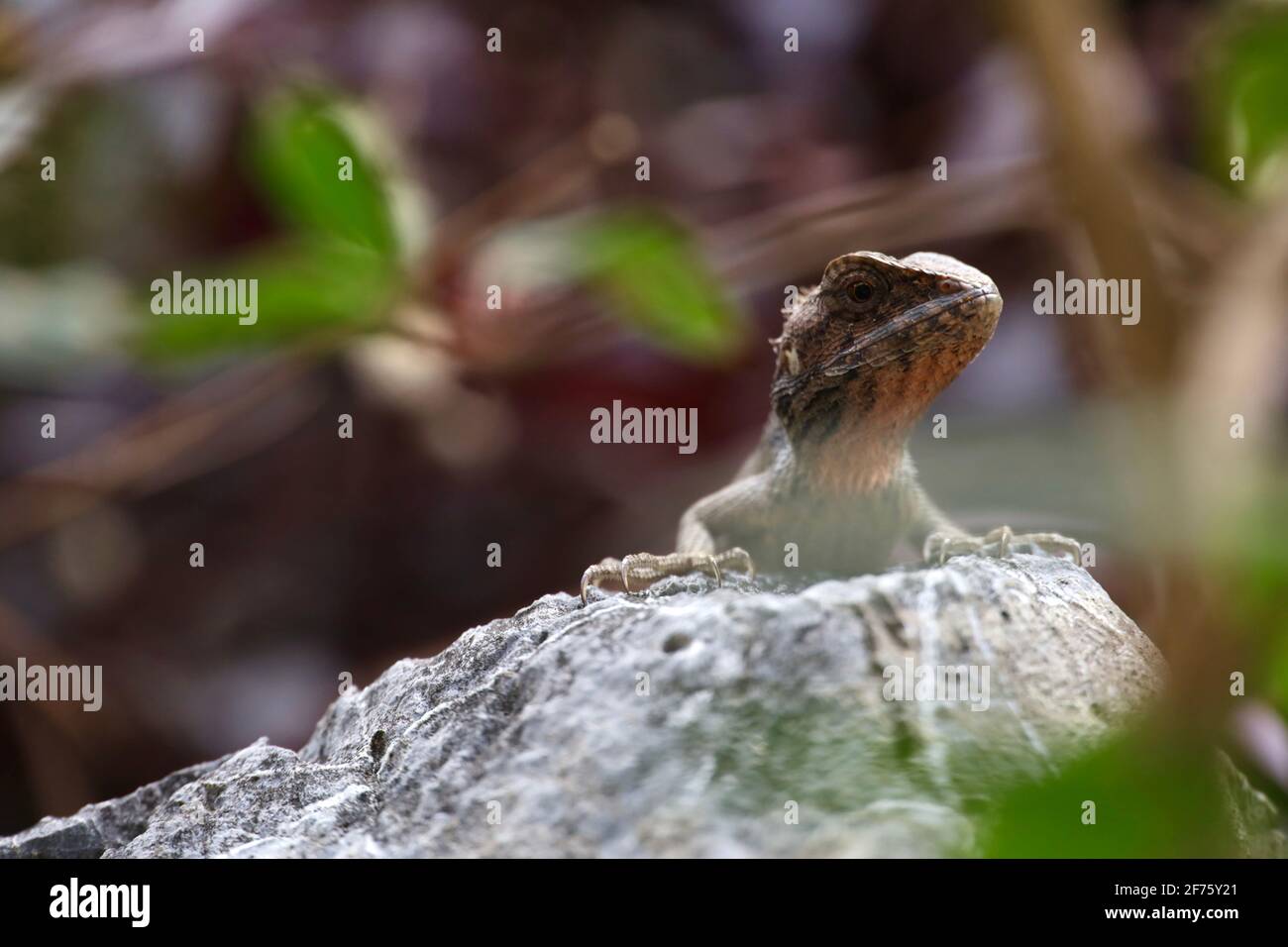 Macro gros plan d'une faune de Lizard sur le rocher à l'intérieur la nature Banque D'Images