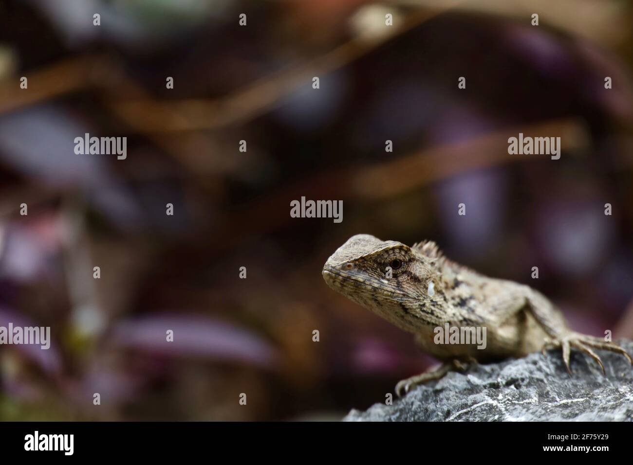 Macro gros plan d'une faune de Lizard sur le rocher à l'intérieur la nature Banque D'Images