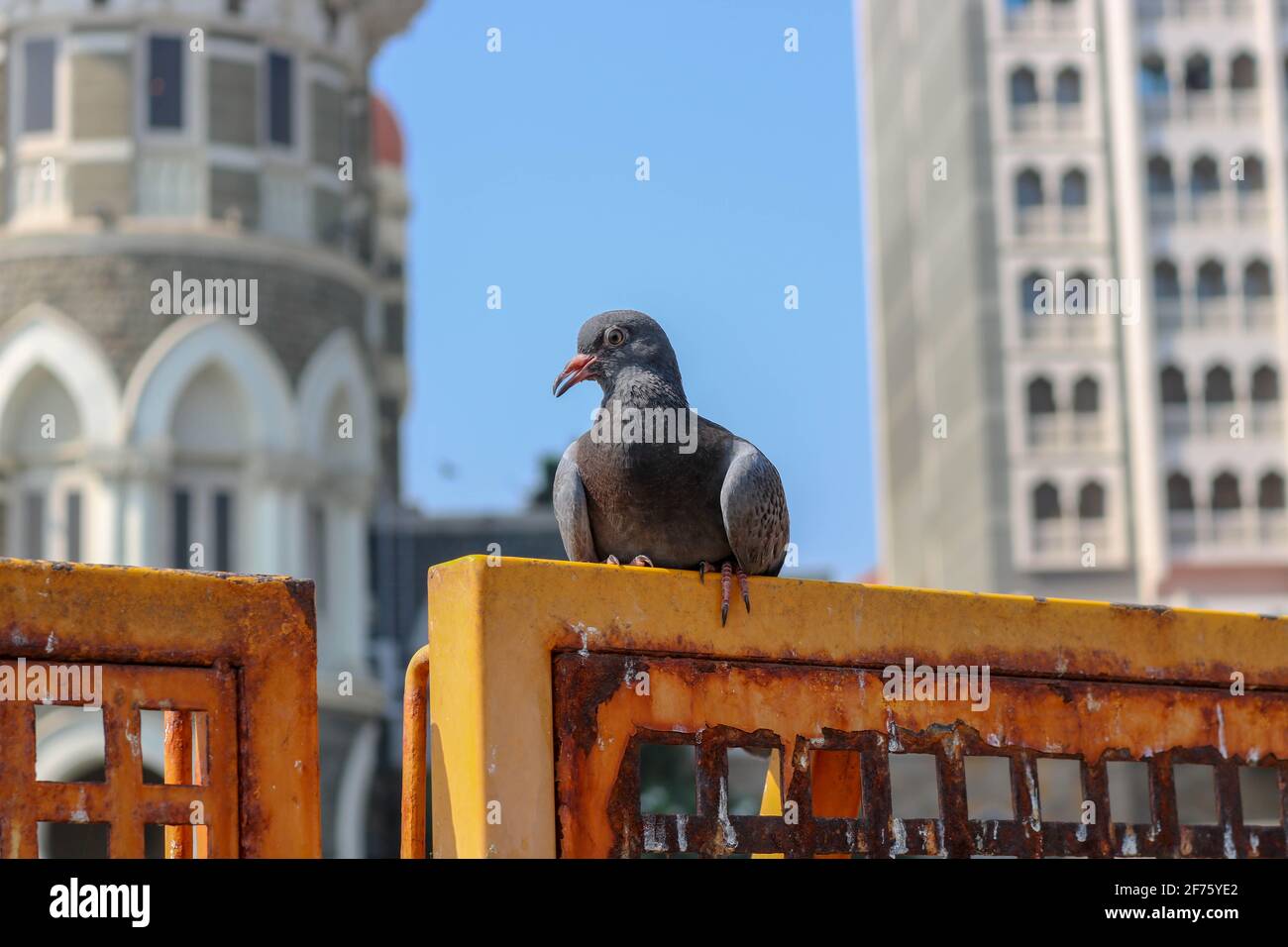 Un Pigeon gris assis sur une barricade à la porte de l'Inde. Banque D'Images