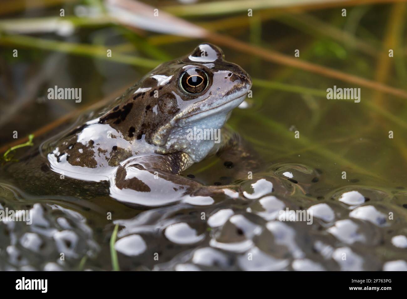 Les grenouilles (Rana temporaria) dans l'étang de reproduction, Northumberland, Angleterre Banque D'Images