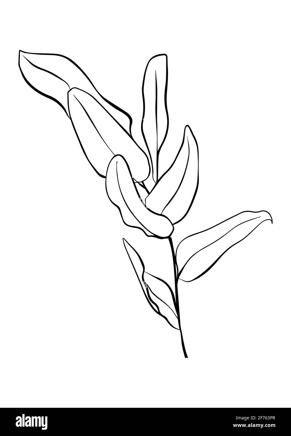 Branche d'eucalyptus isolée sur fond blanc. Tracé de contour à la main. Style Doodle Illustration de Vecteur Branche d'eucalyptus isolée sur fond blanc. Tracé de contour à la main. Style Doodle Illustration de Vecteur