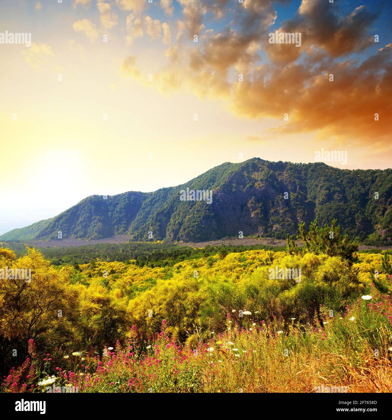 Paysage de montagne avec des buissons fleuris près du volcan Vésuve au coucher du soleil. Province de Naples, région Campanie, Italie. Banque D'Images