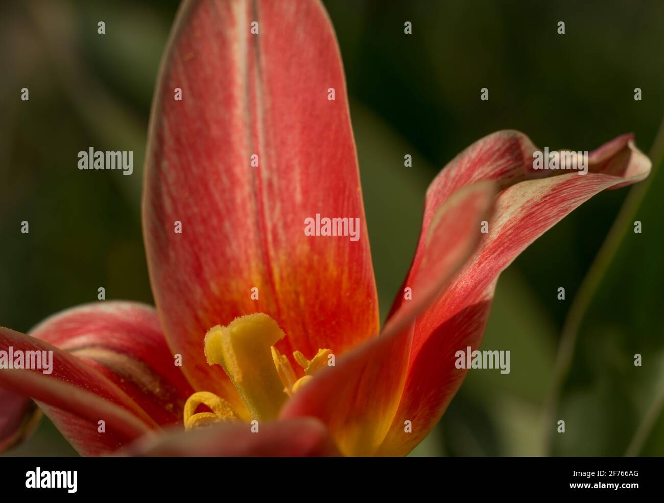 Un gros plan de tulipe au printemps 2021 à Jena Banque D'Images