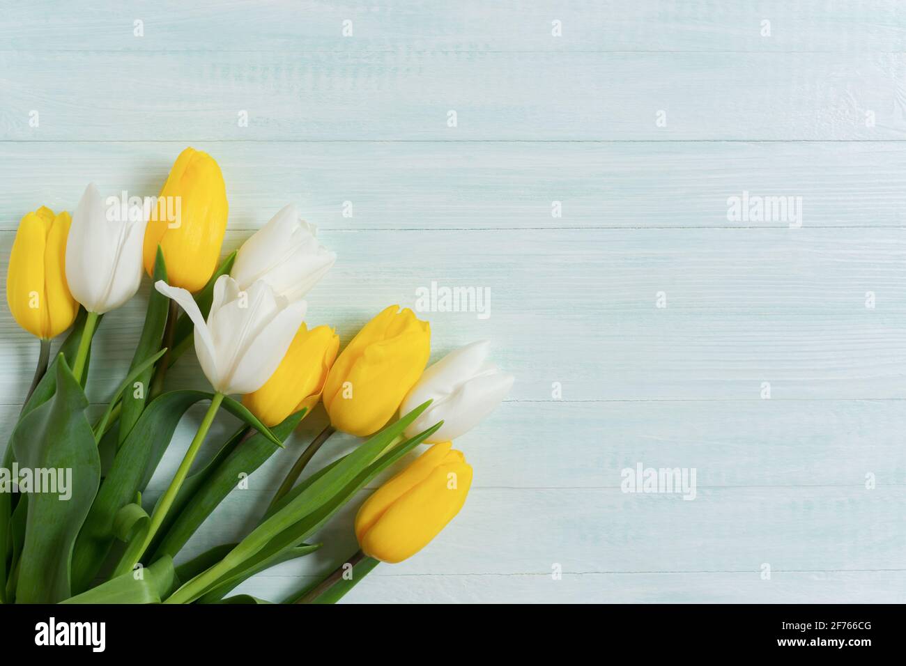 Fond jaune blanc tulipes bois menthe. Maquette pour anniversaire, mariage, Fête des mères, Journée internationale de la femme. Plat, vue de dessus d'un bouqu cadeau Banque D'Images