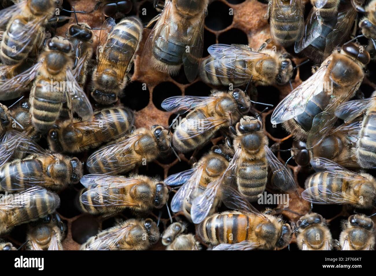 Les abeilles domestiques (APIs mellifera) travaillent sur le nid d'abeilles, au Royaume-Uni Banque D'Images