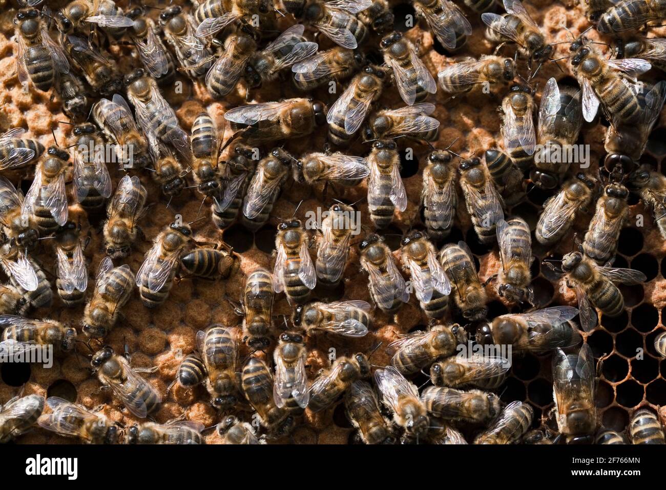 Les abeilles domestiques (APIs mellifera) travaillent sur le nid d'abeilles, au Royaume-Uni Banque D'Images