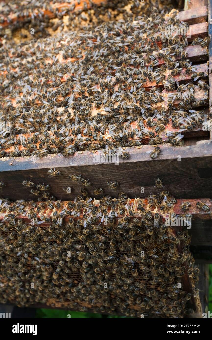 Les travailleurs d'abeilles domestiques (APIs mellifera) dans la ruche, au Royaume-Uni Banque D'Images