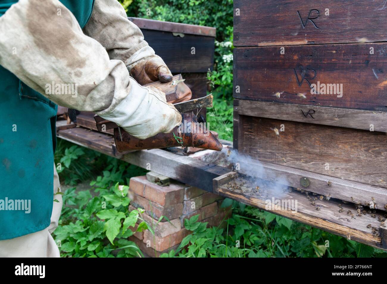 Apiculteur utilisant la fumée pour calmer les abeilles, Royaume-Uni Banque D'Images