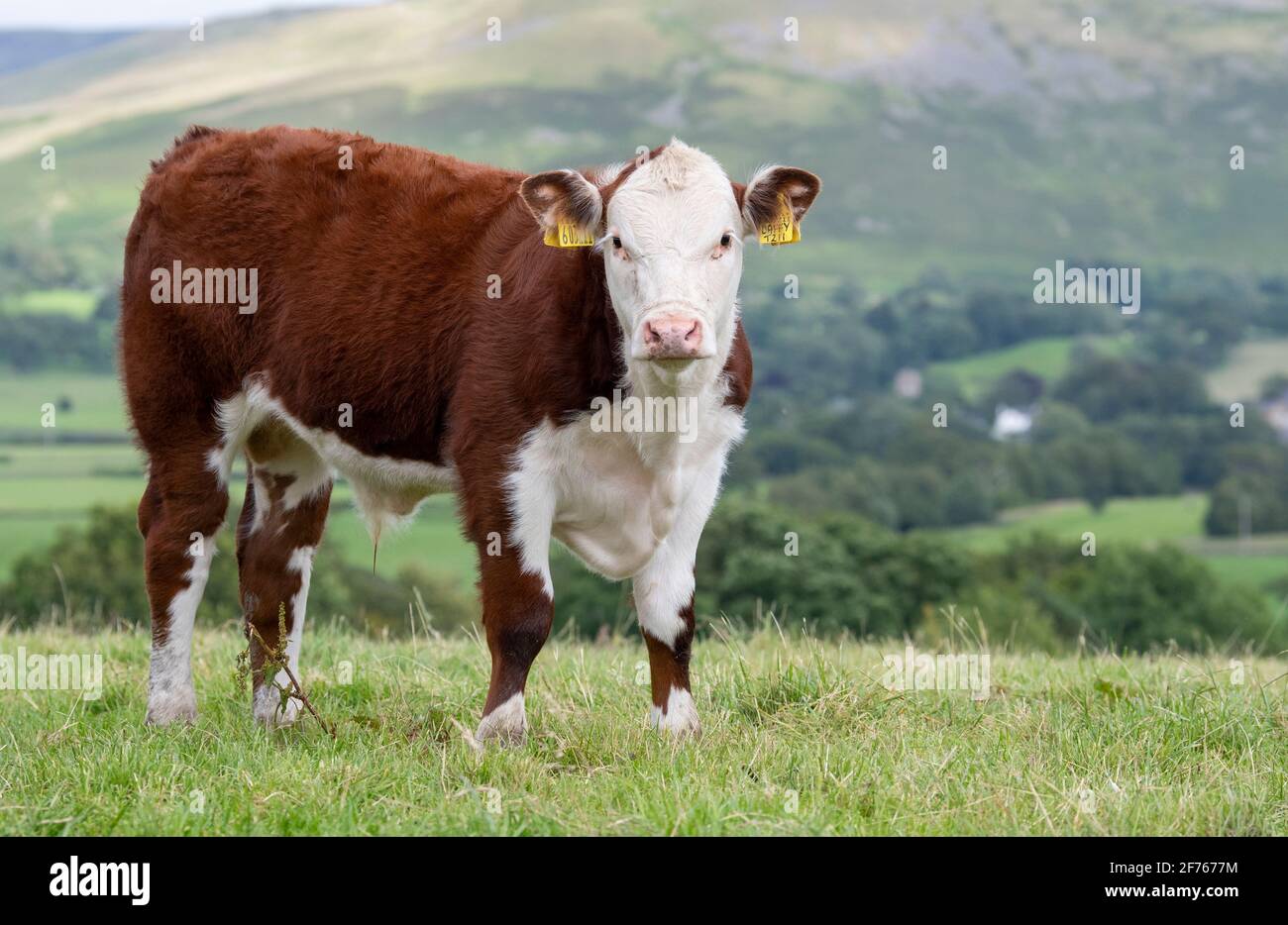 Hereford veau dans un pâturage en haut de la vallée de la Lune, Cumbria, Royaume-Uni. Banque D'Images