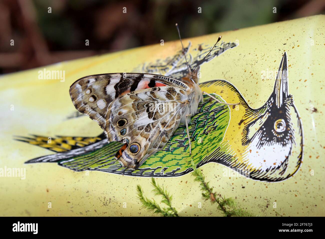 Un jeune migrant peint Lady papillon Vanessa cardui soleil lui-même sur une canette de cidre de pic jeté. Banque D'Images