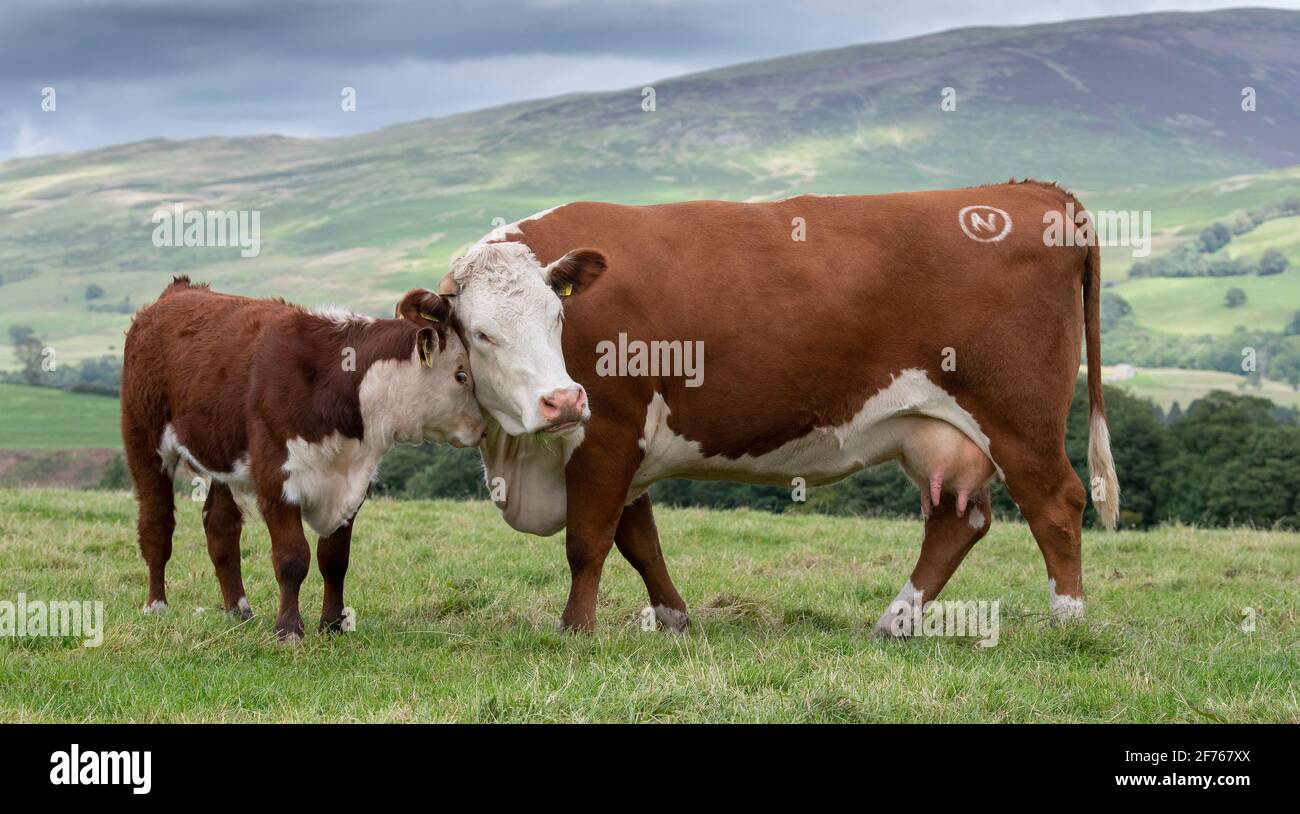 Pedigree Hereford tête de vache et de veau à frotter, Cumbria, Royaume-Uni. Banque D'Images