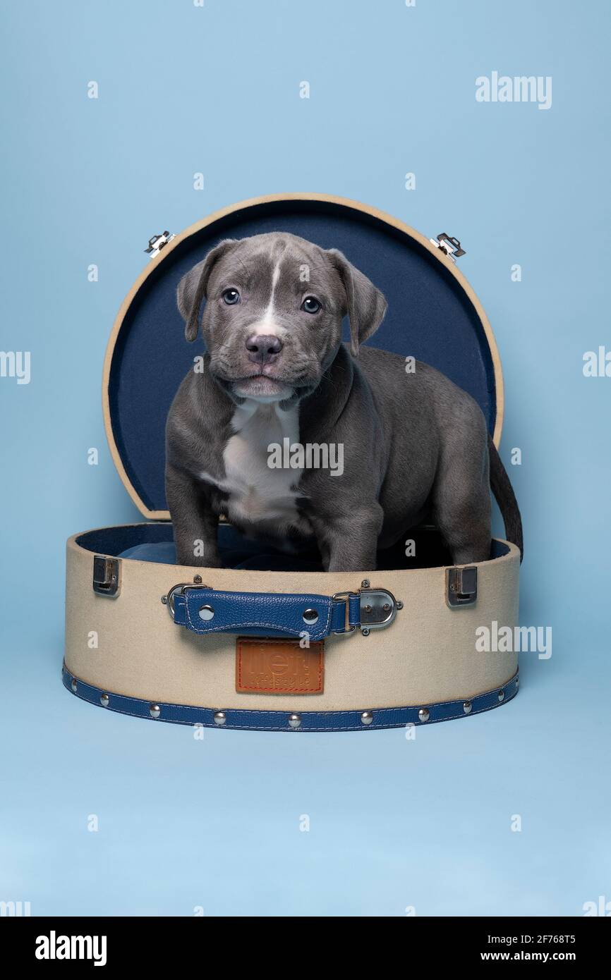 Un petit Bully américain ou Bulldog de race bleue et fourrure blanche dans une valise contre le bleu Banque D'Images