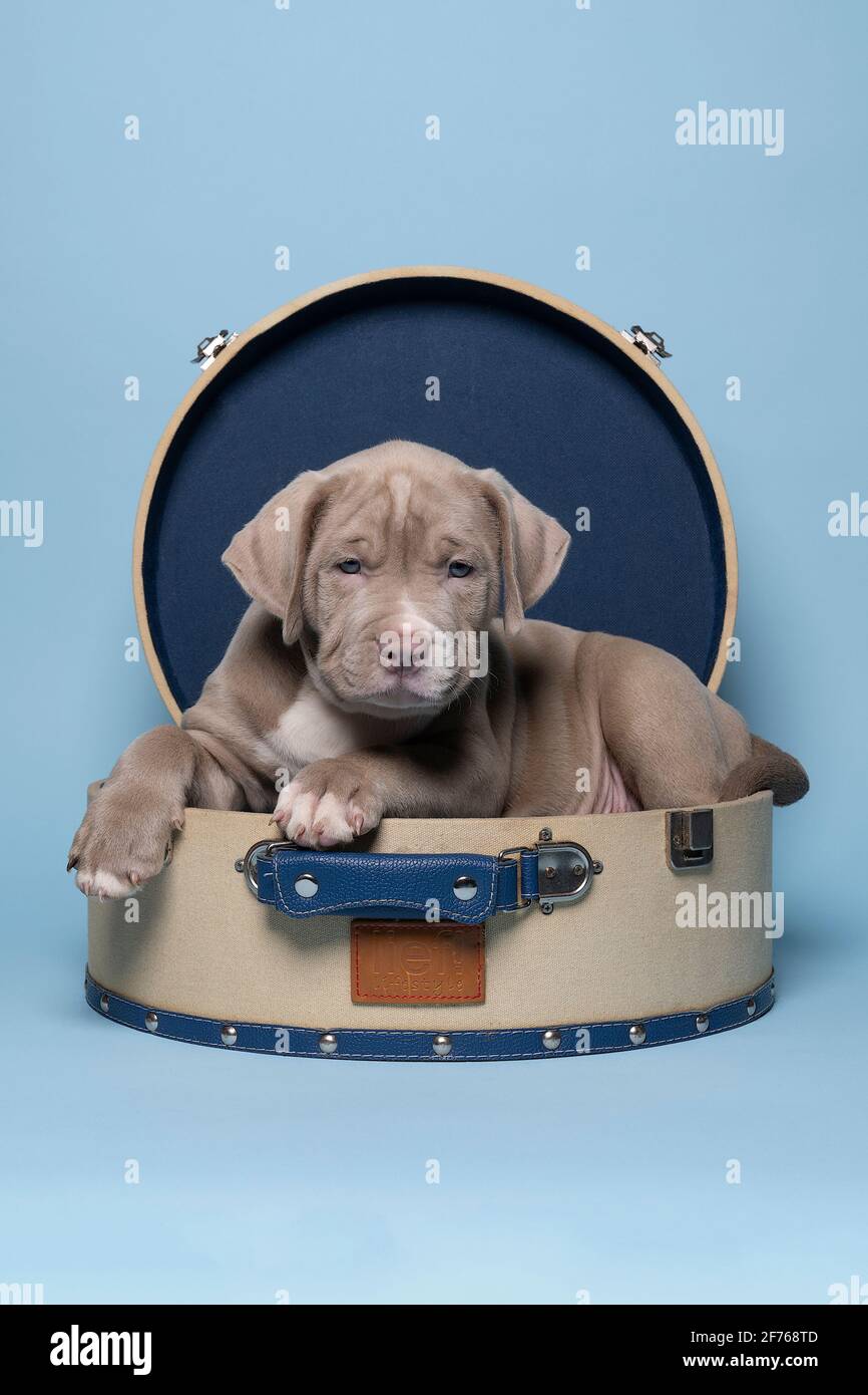 Un petit Bully américain de race ou un Bulldog de race beige et fourrure blanche dans une valise contre le bleu Banque D'Images
