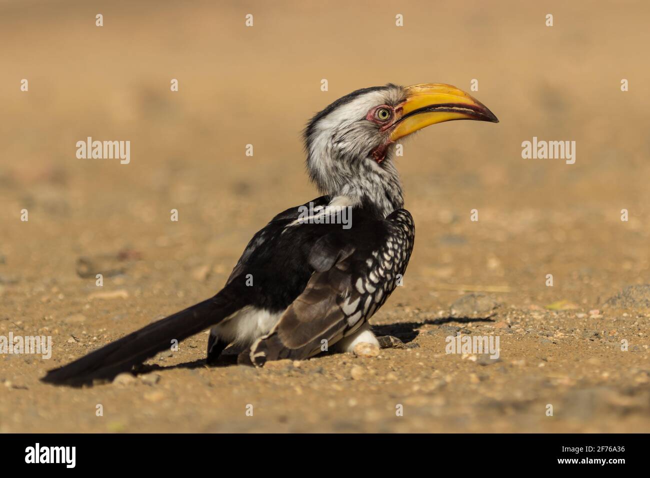 Photo d'un Hornbill à bec jaune du Sud, au sol, dans le parc national Kruger Banque D'Images