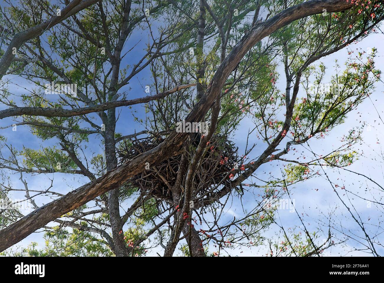 Nid d'aigle à tête blanche dans un arbre de printemps avec fond bleu ciel Banque D'Images Nid d'aigle à tête blanche dans un arbre de printemps avec fond bleu ciel Banque D'Images