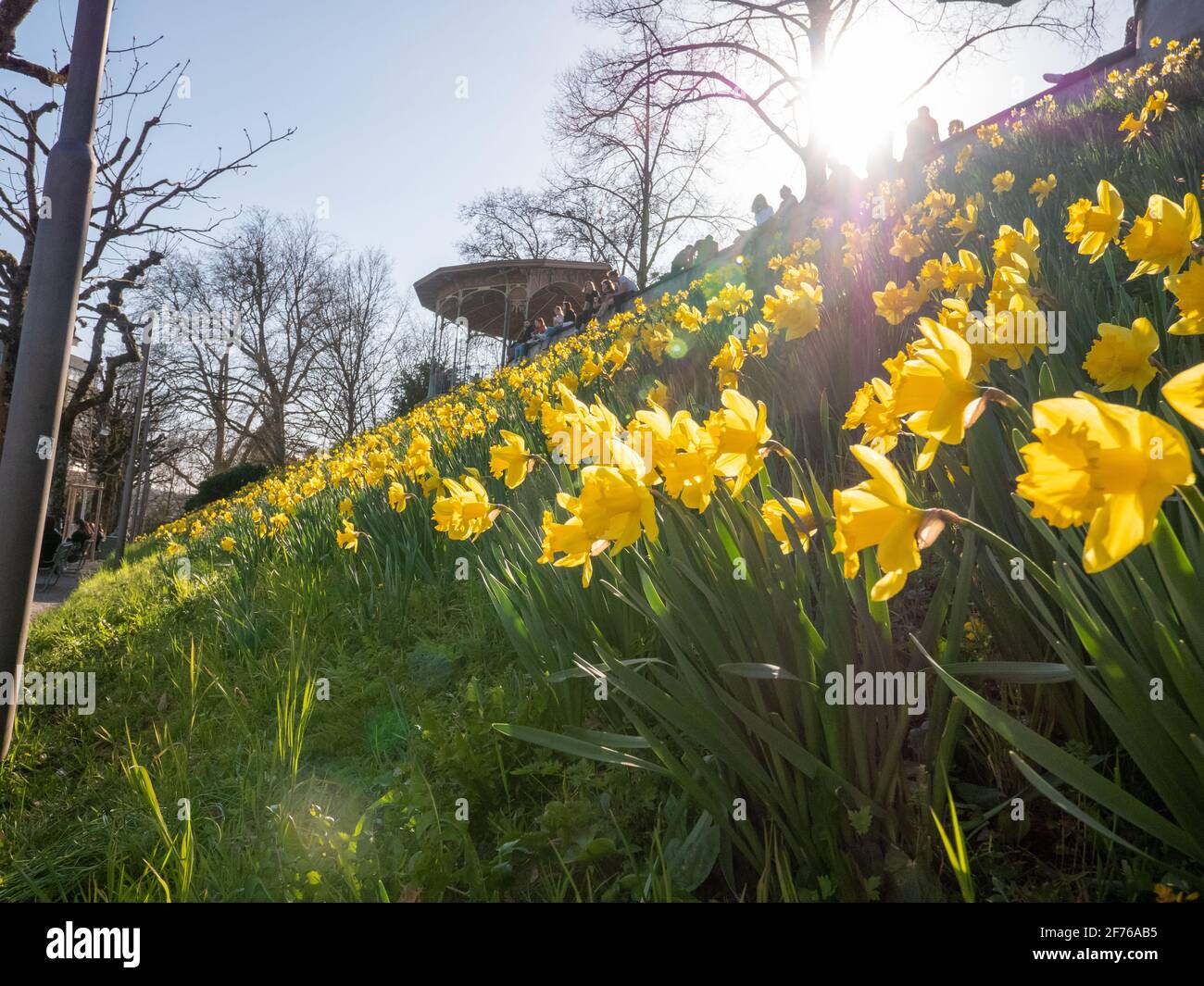 daffodil dans la ville de berne Banque D'Images