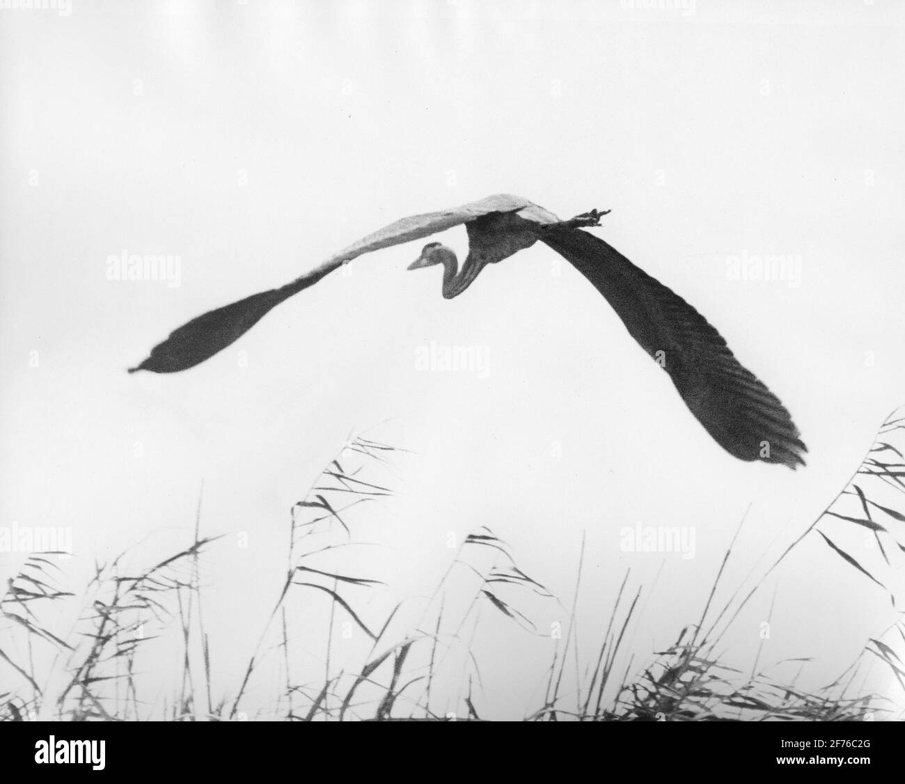 Un grand héron survolte les Everglades de Floride. Banque D'Images