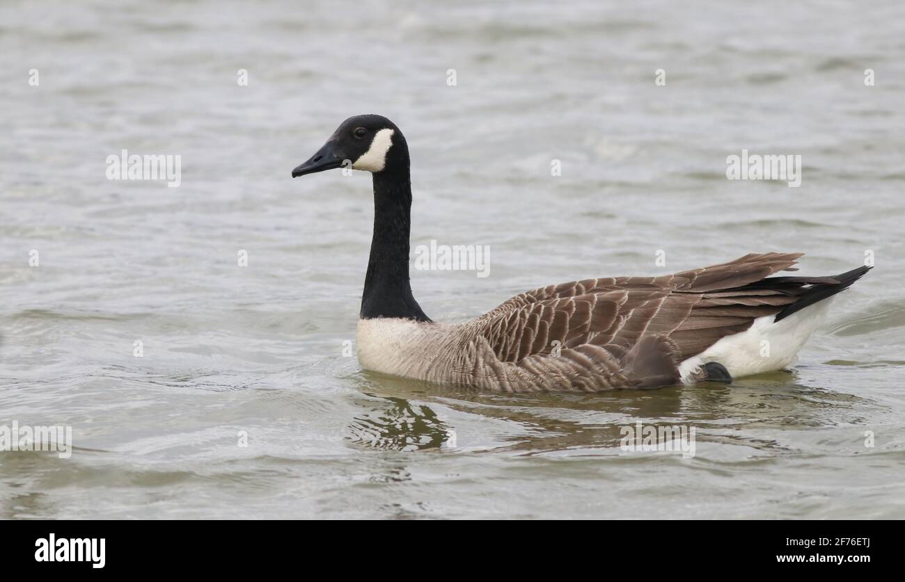 La Bernache du Canada se nourrissant près des cuirs du réservoir Pitsford Banque D'Images