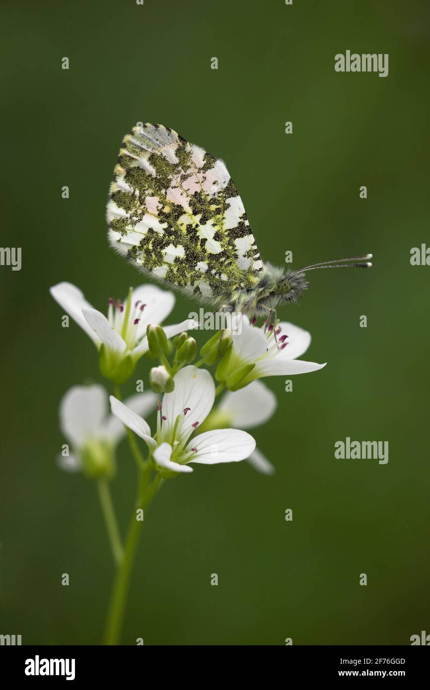 Papillon à pointe orange (Anthocharis cadamines), mâle, sur grand bittercresson (Cardamine amara), Royaume-Uni Banque D'Images