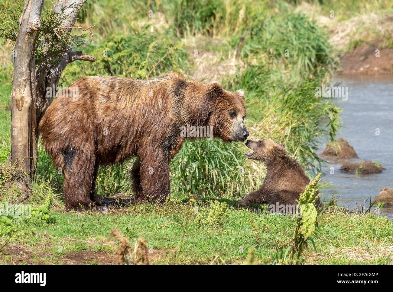 Femelle ours brun et son cub Banque D'Images