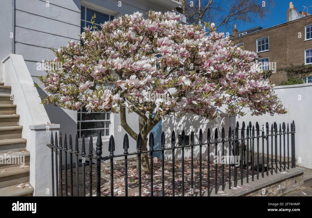 Magnolia en forme de parapluie à l'extrémité du jardin avant de la maison en terrasse Camden Londres Banque D'Images