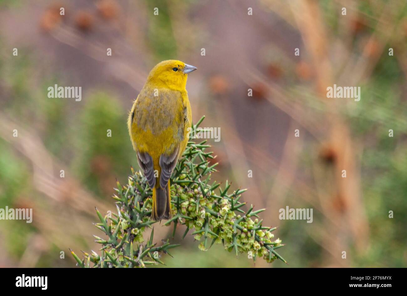 Jaune verdâtre-finch, Siclais olivascens, mâle adulte perché sur la végétation, Cusco, Pérou Banque D'Images